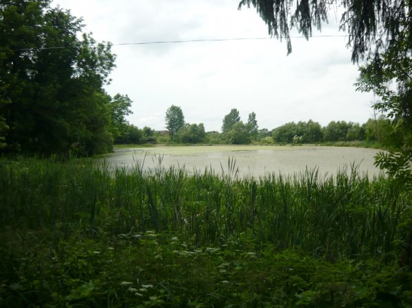 Staw_I